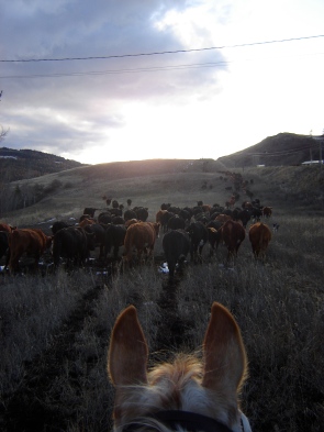 Chasing cows