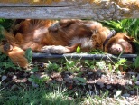 Our dog 'Tuff' in her favourite sleeping position!
